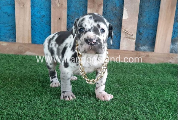 ---greatdane-118_7