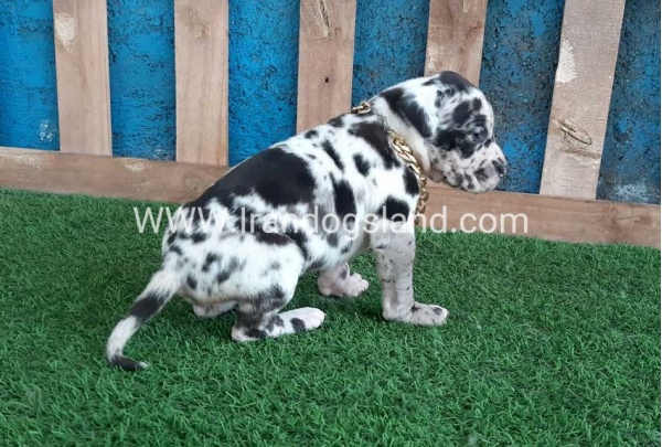 ---greatdane-118_8