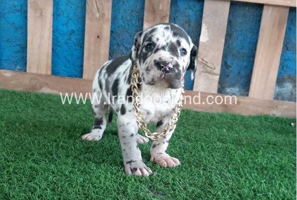---greatdane-118_9