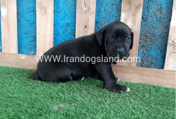 ---greatdane-119_1