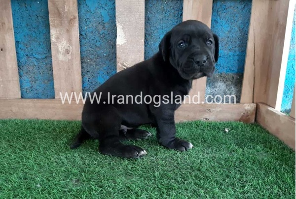 ---greatdane-119_10