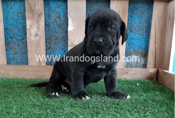 ---greatdane-119_11
