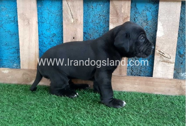 ---greatdane-119_12