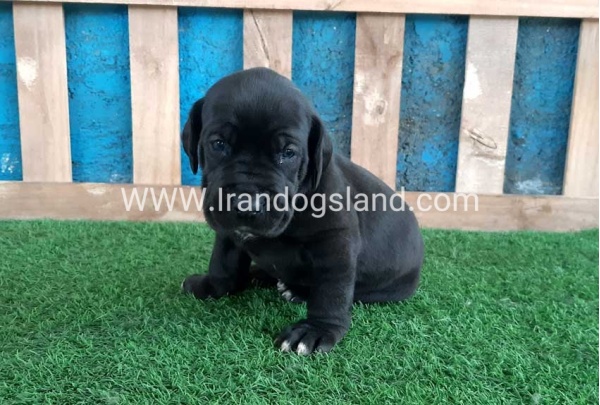 ---greatdane-119_2