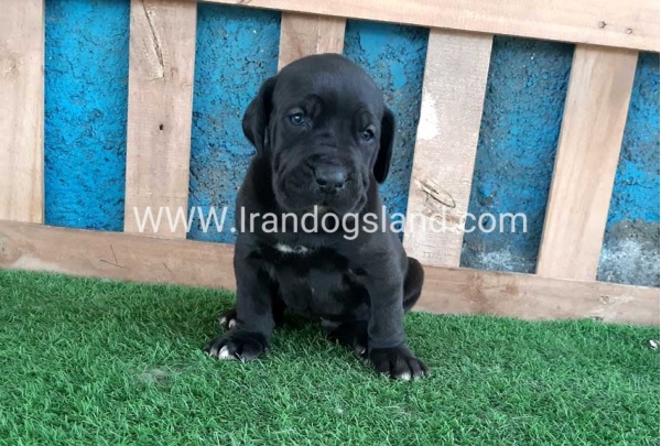 ---greatdane-119_3