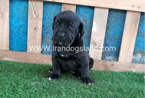 ---greatdane-119_4