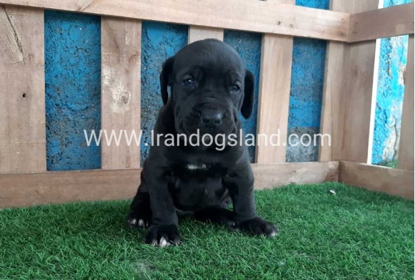 ---greatdane-119_5