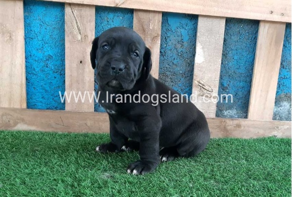 ---greatdane-119_6