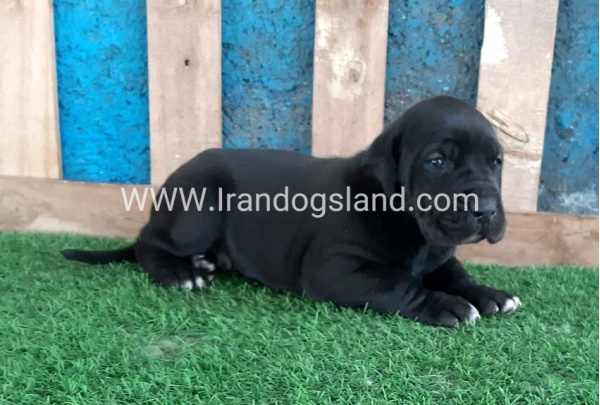 ---greatdane-119_7