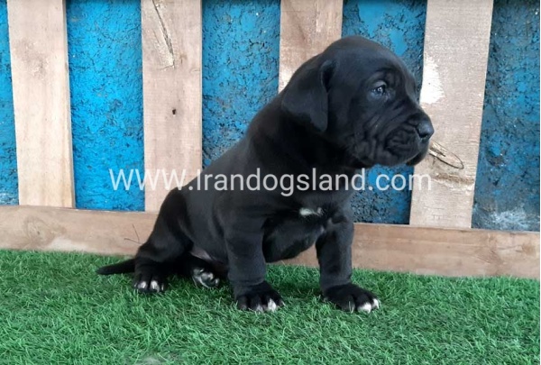 ---greatdane-119_8