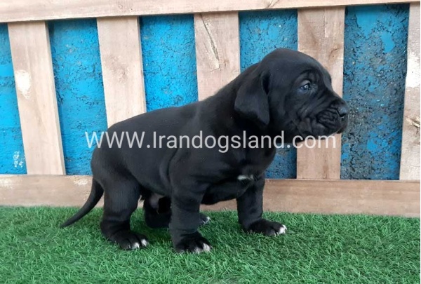 ---greatdane-119_9