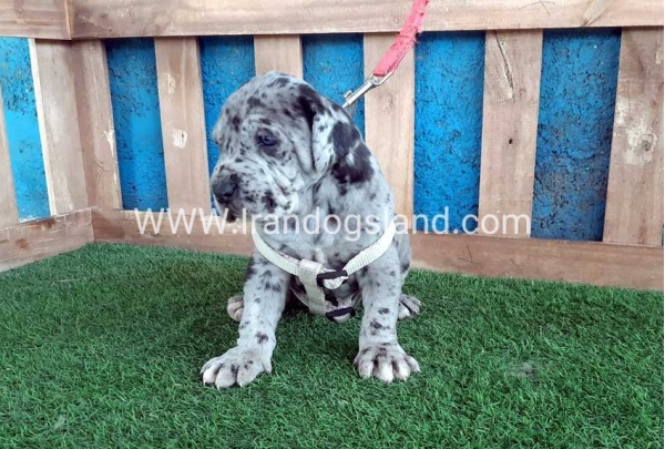 ---greatdane-120_1