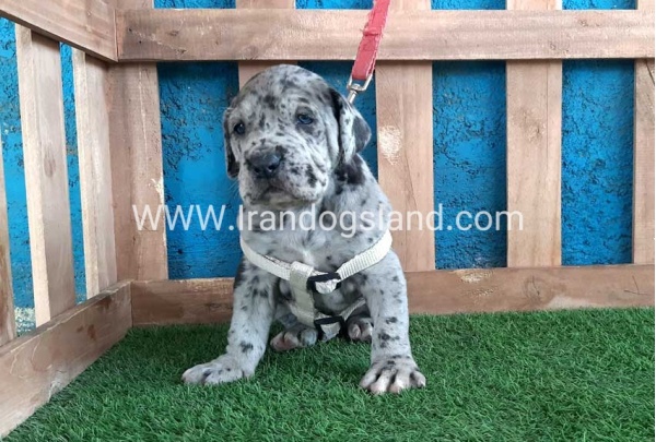 ---greatdane-120_10