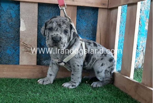 ---greatdane-120_2