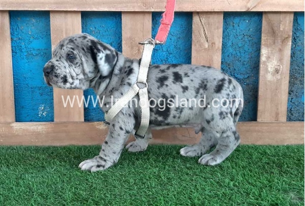 ---greatdane-120_3