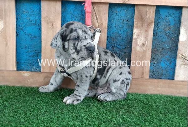 ---greatdane-120_4