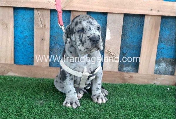 ---greatdane-120_5