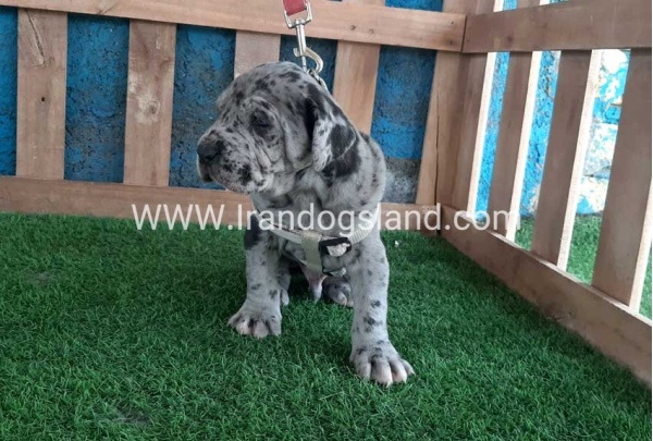 ---greatdane-120_6
