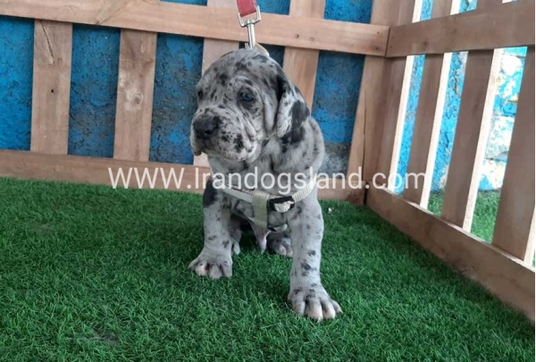 ---greatdane-120_7