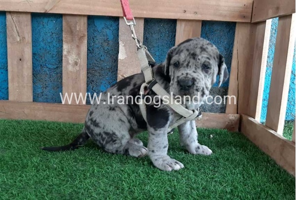 ---greatdane-120_8