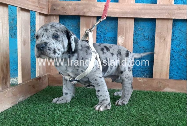 ---greatdane-120_9