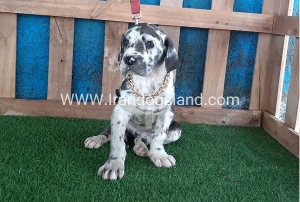 ---greatdane-126_1