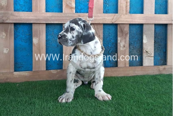 ---greatdane-126_10