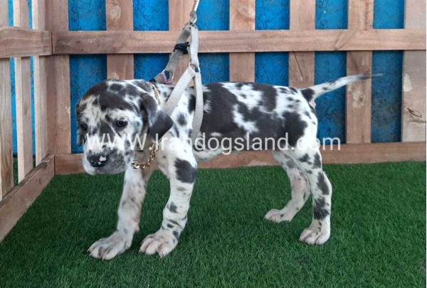 ---greatdane-126_11