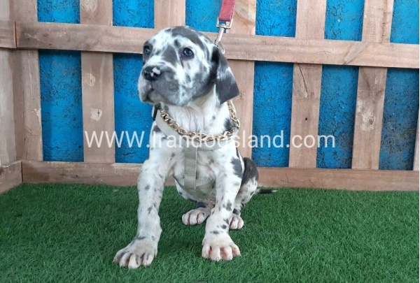 ---greatdane-126_12