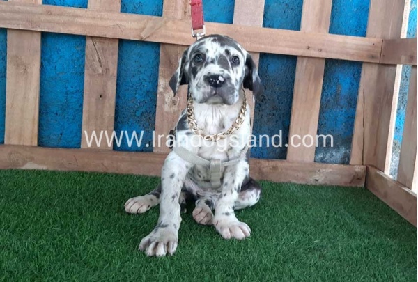 ---greatdane-126_2