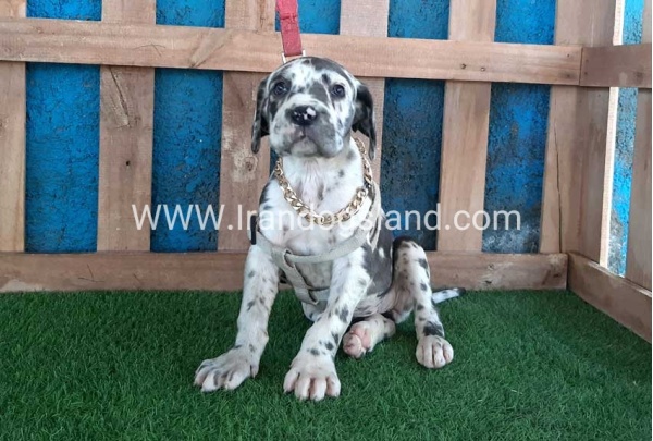 ---greatdane-126_3