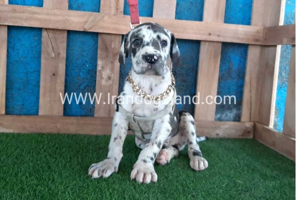 ---greatdane-126_4