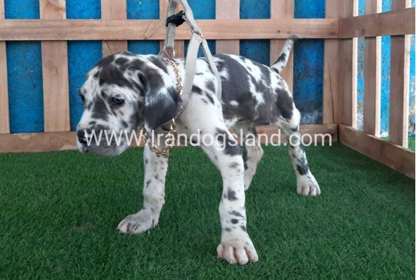 ---greatdane-126_5