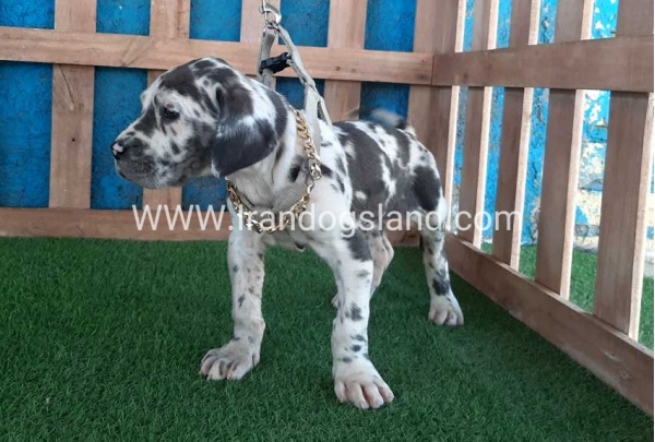 ---greatdane-126_6