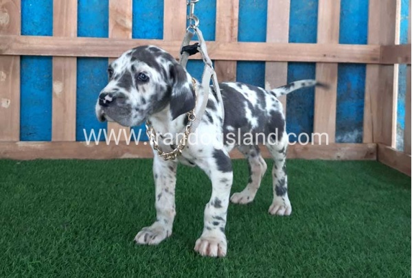 ---greatdane-126_7