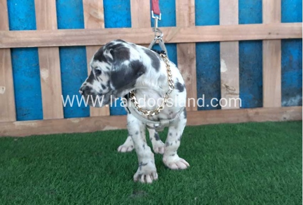 ---greatdane-126_8