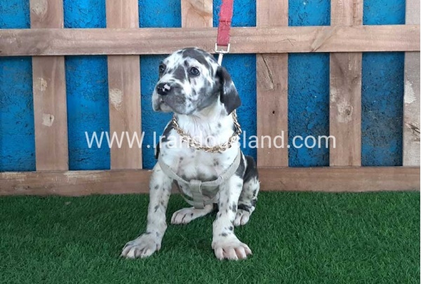 ---greatdane-126_9