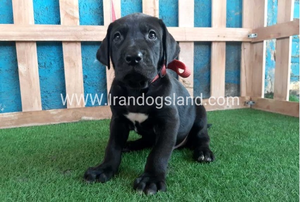 ---greatdane-127_1