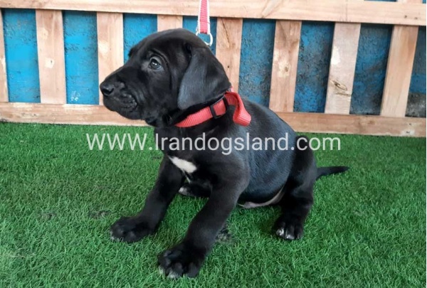 ---greatdane-127_2