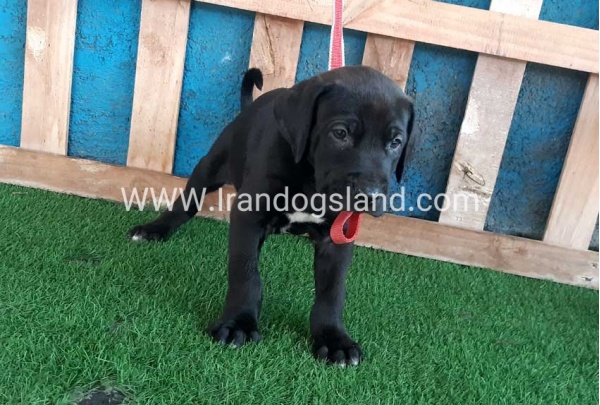---greatdane-127_3