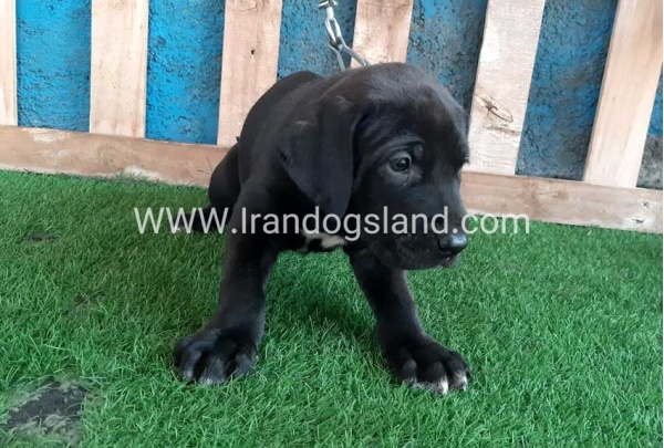 ---greatdane-127_4