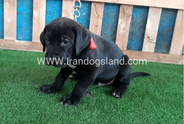 ---greatdane-127_5