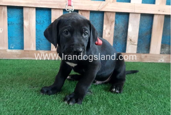 ---greatdane-127_6