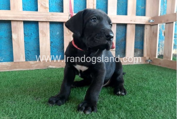 ---greatdane-127_7