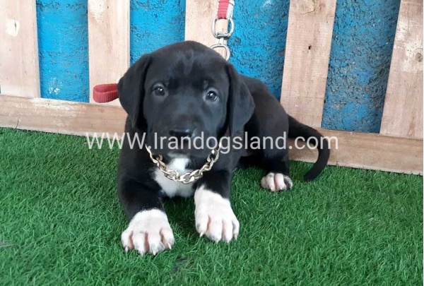 ---greatdane-128_1