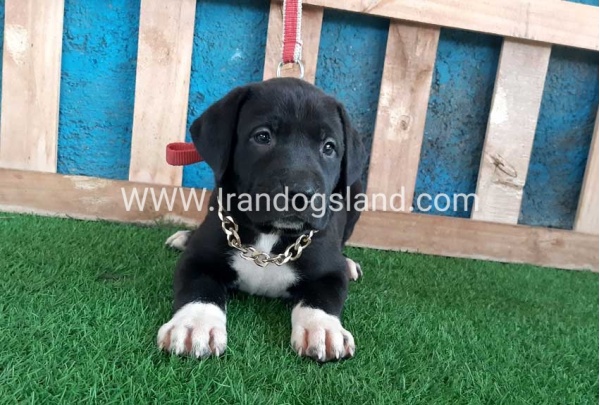 ---greatdane-128_10
