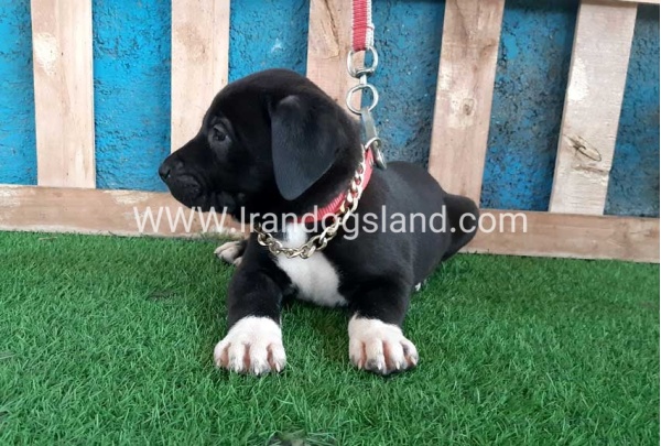---greatdane-128_11