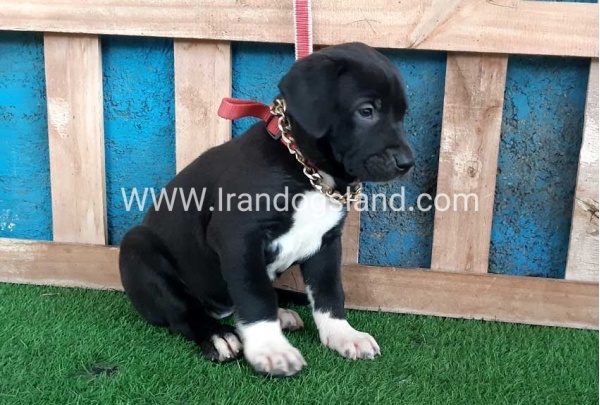 ---greatdane-128_2