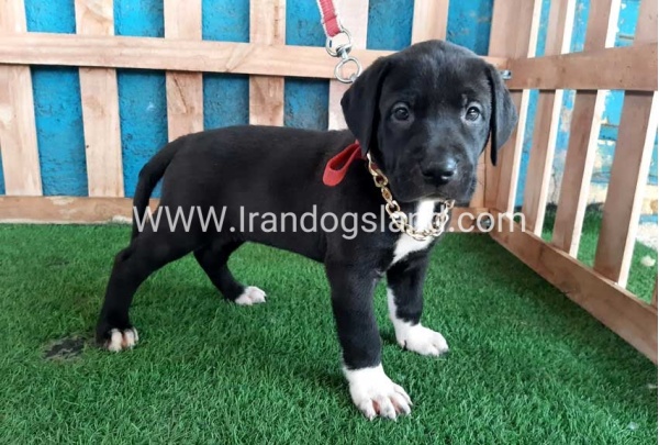 ---greatdane-128_3