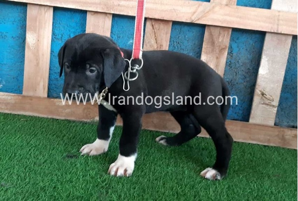 ---greatdane-128_4